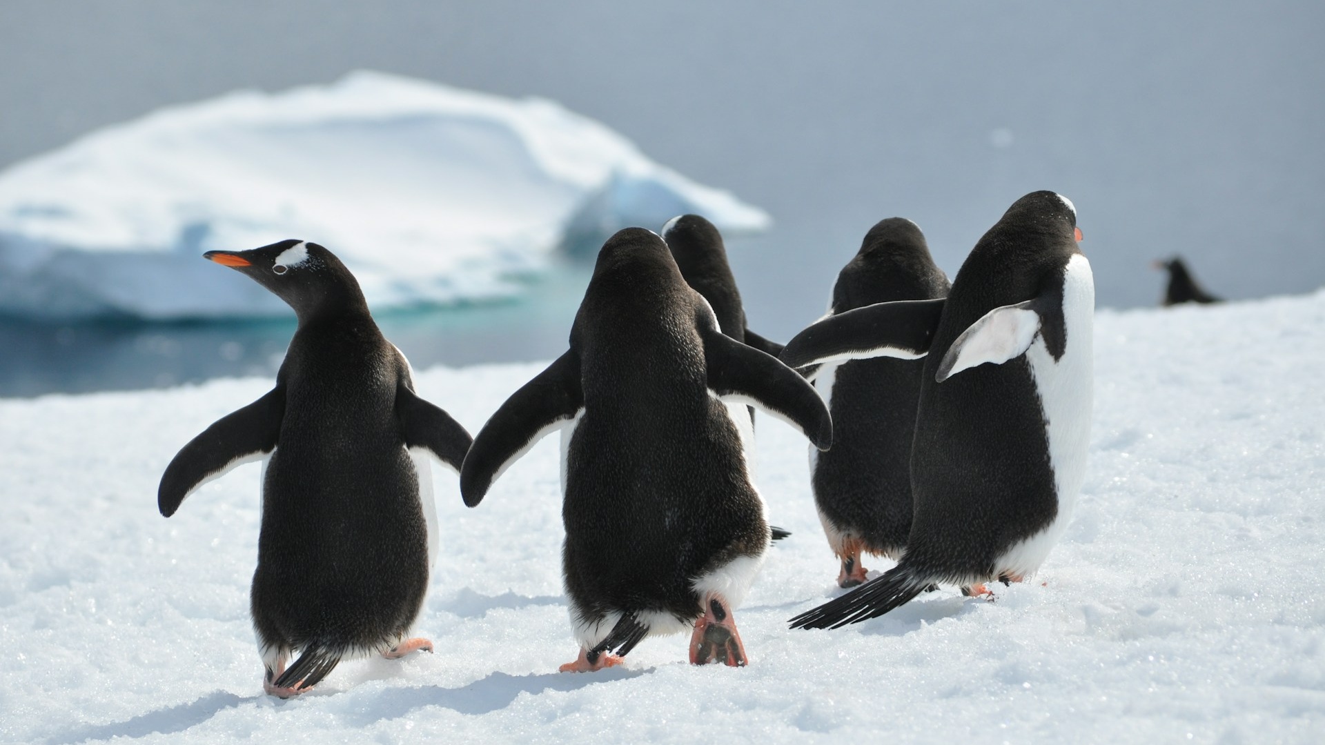 Antarctica | Penguins of the Peninsula