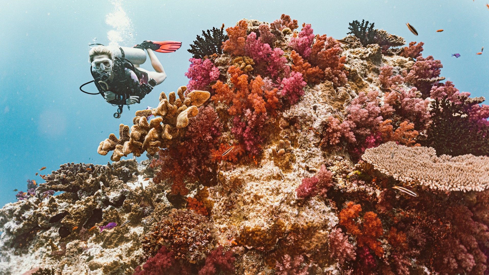 Fiji | Diving the Coral Slopes