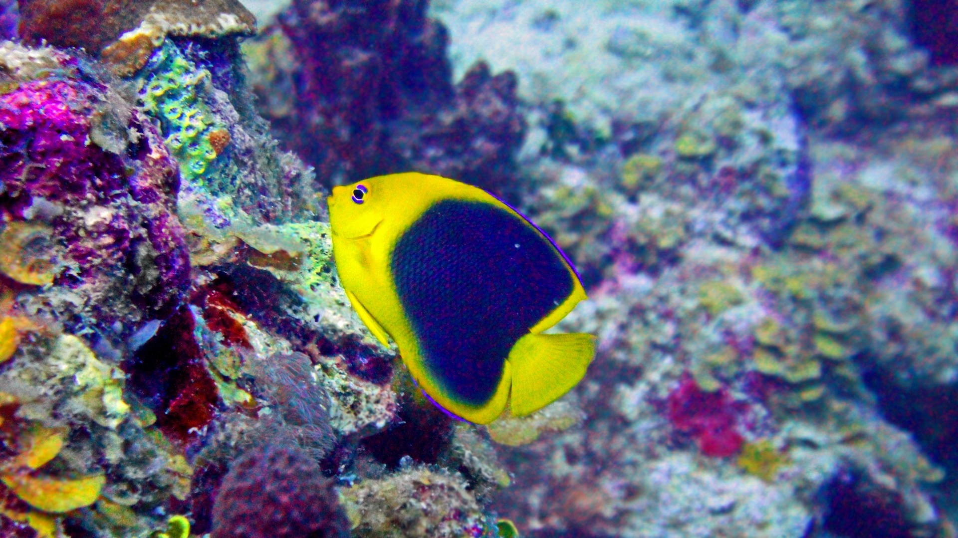 Maldives | Reef Symphony