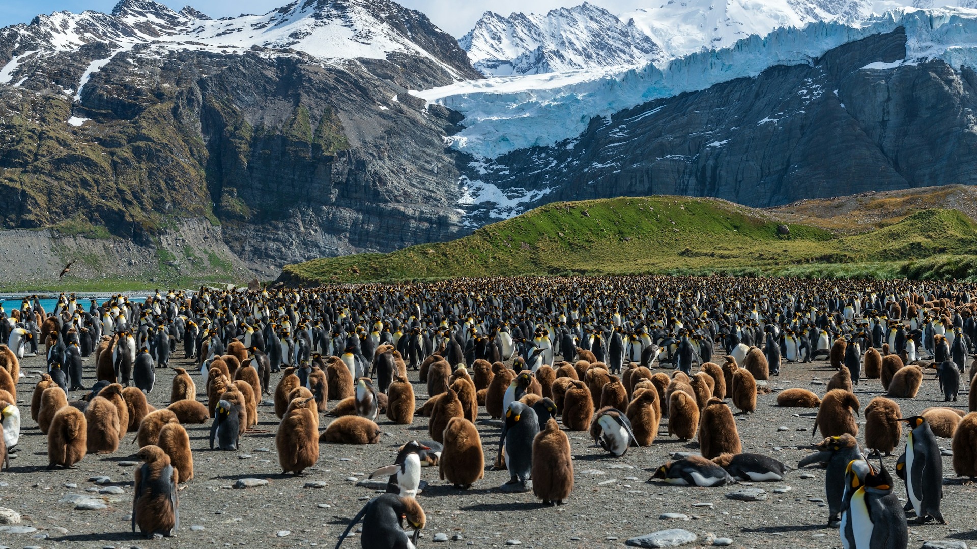 Antarctica | South Georgia Natural History